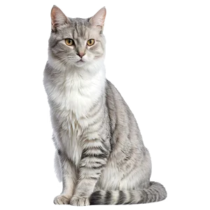 Cat Collection