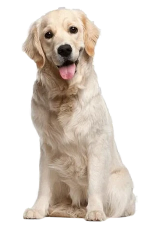 Dog Collection